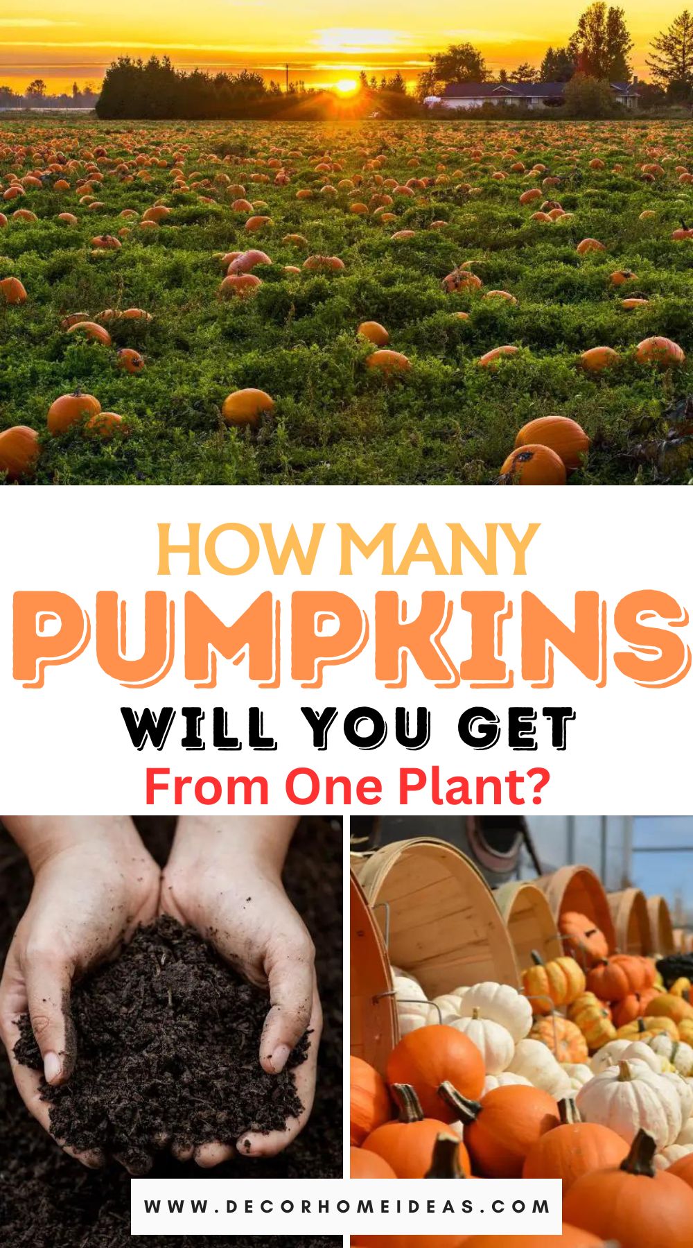 Curious about your pumpkin harvest? Discover how many pumpkins you can expect from a single plant in our comprehensive guide. Get insights into maximizing your pumpkin yield and enjoy a bountiful harvest this season.