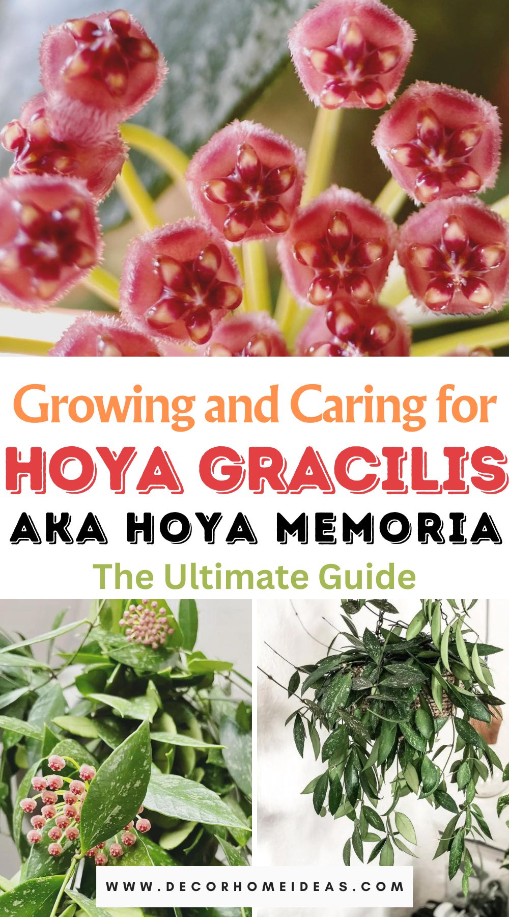 Discover the art of growing Hoya Gracilis with our comprehensive guide. Learn expert tips and tricks for nurturing Hoya Memoria to ensure vibrant growth and flourishing beauty in your garden or home.