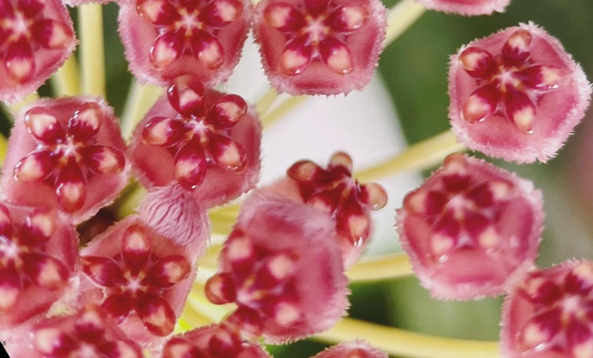 Hoya Gracilis