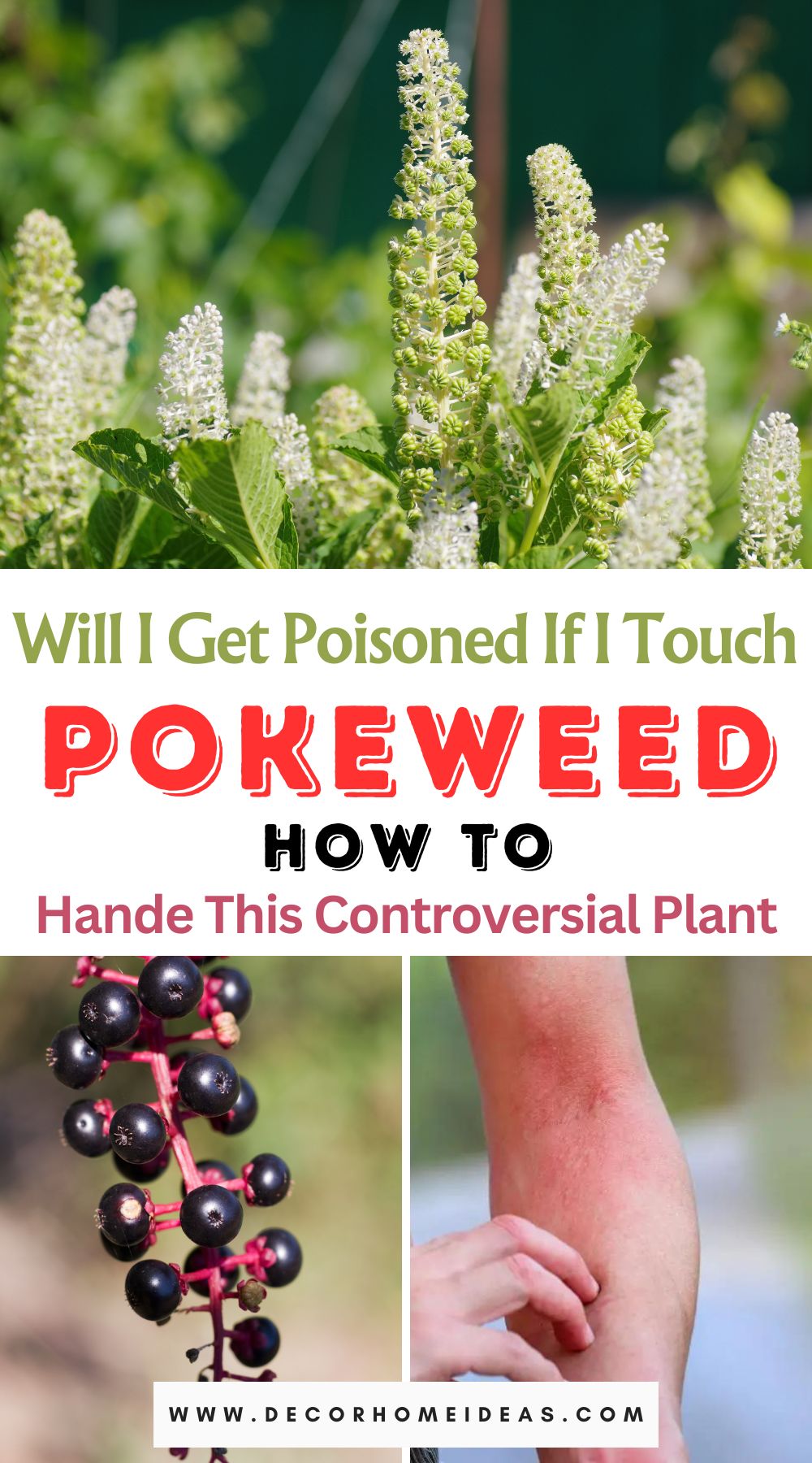 Uncover the truth about pokeweed's toxicity in our comprehensive exploration. Learn how to safely handle this controversial plant and dispel the myths surrounding its potential dangers.