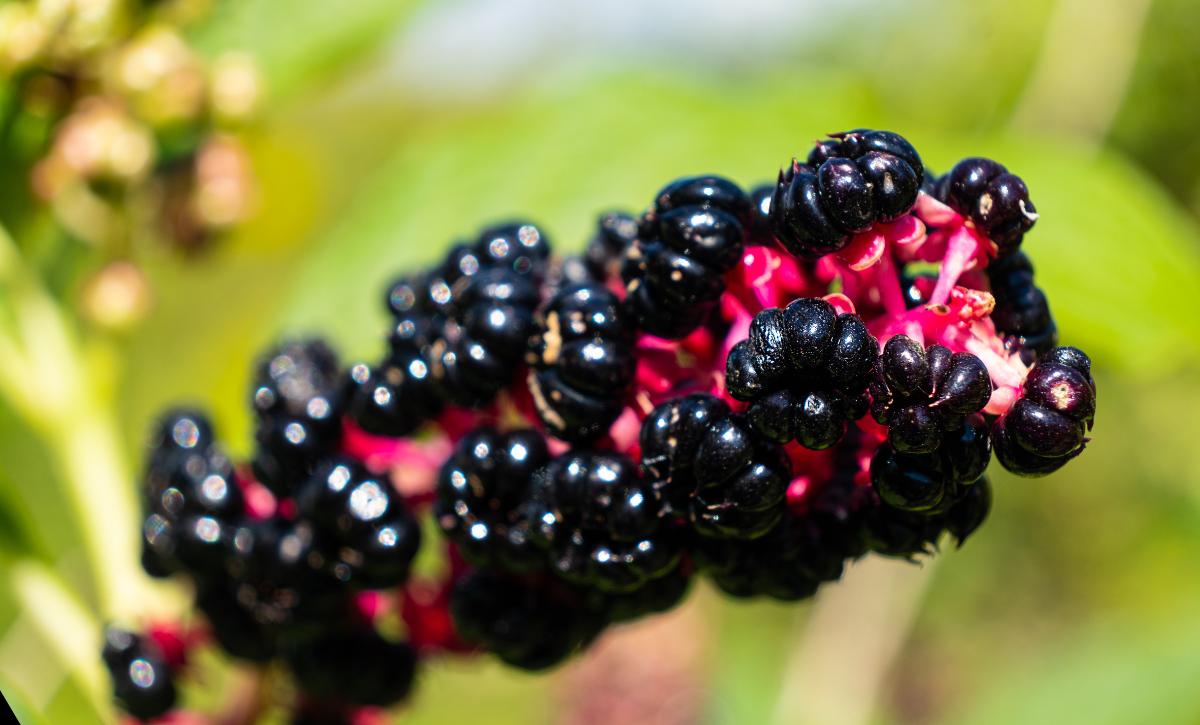 Is pokeweed poisonous