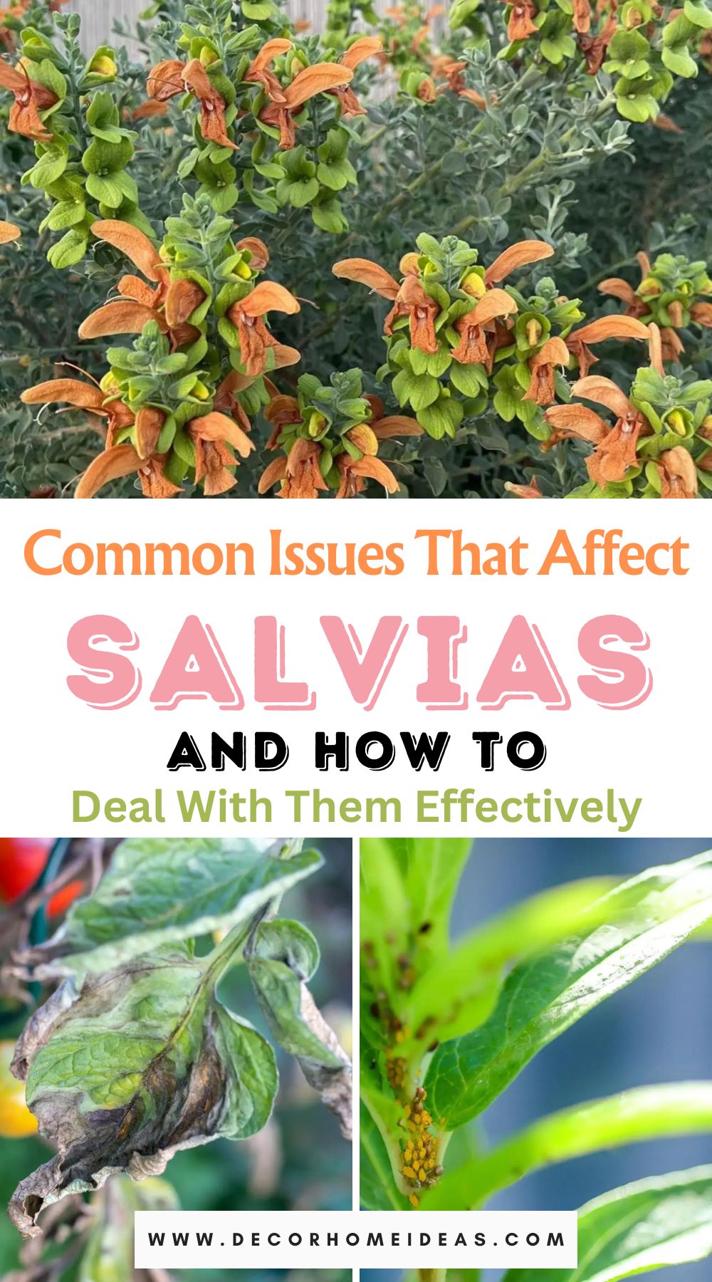 Discover expert solutions for common issues affecting salvias with our comprehensive guide. Learn effective techniques to ensure the health and vitality of your salvia plants, cultivating a thriving garden space.