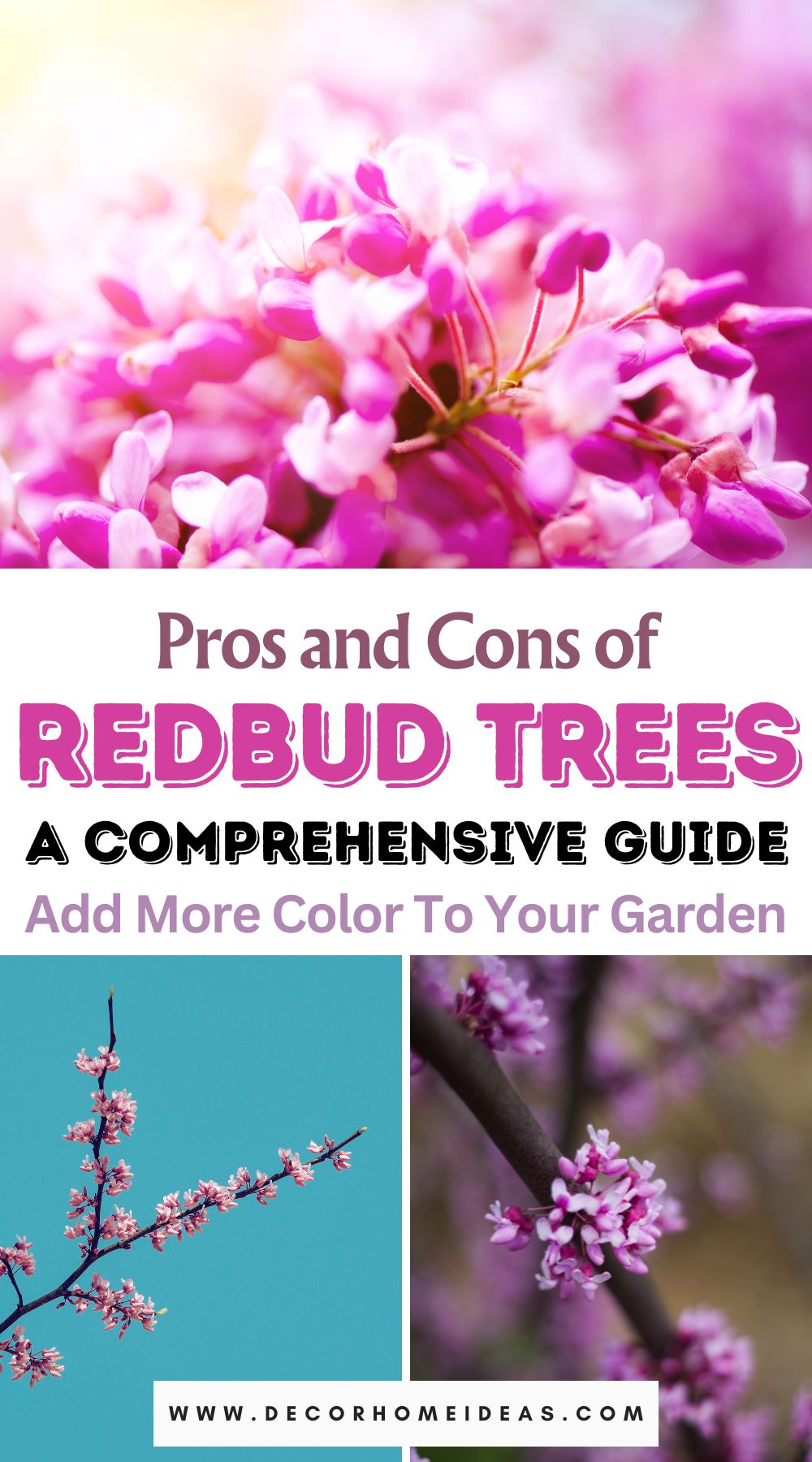 Explore the full spectrum of Redbud trees with a comprehensive list of their advantages and disadvantages. Make informed decisions for your landscape as we delve into the pros and cons of these vibrant beauties.