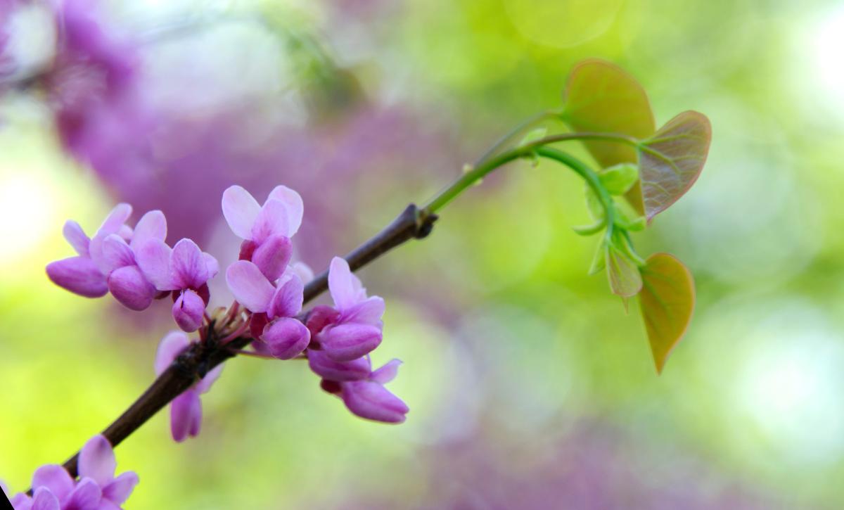 Redbud Tree