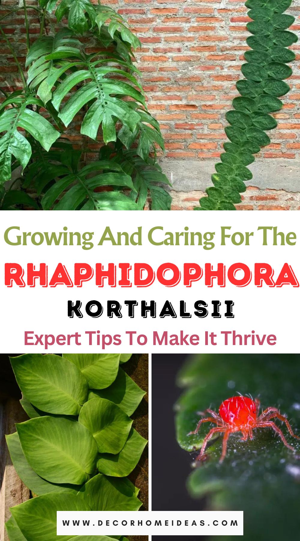 Discover the secrets of cultivating and nurturing the Rhaphidophora Korthalsii with our comprehensive guide. Explore essential care tips and unleash the full potential of this unique plant in your indoor jungle.