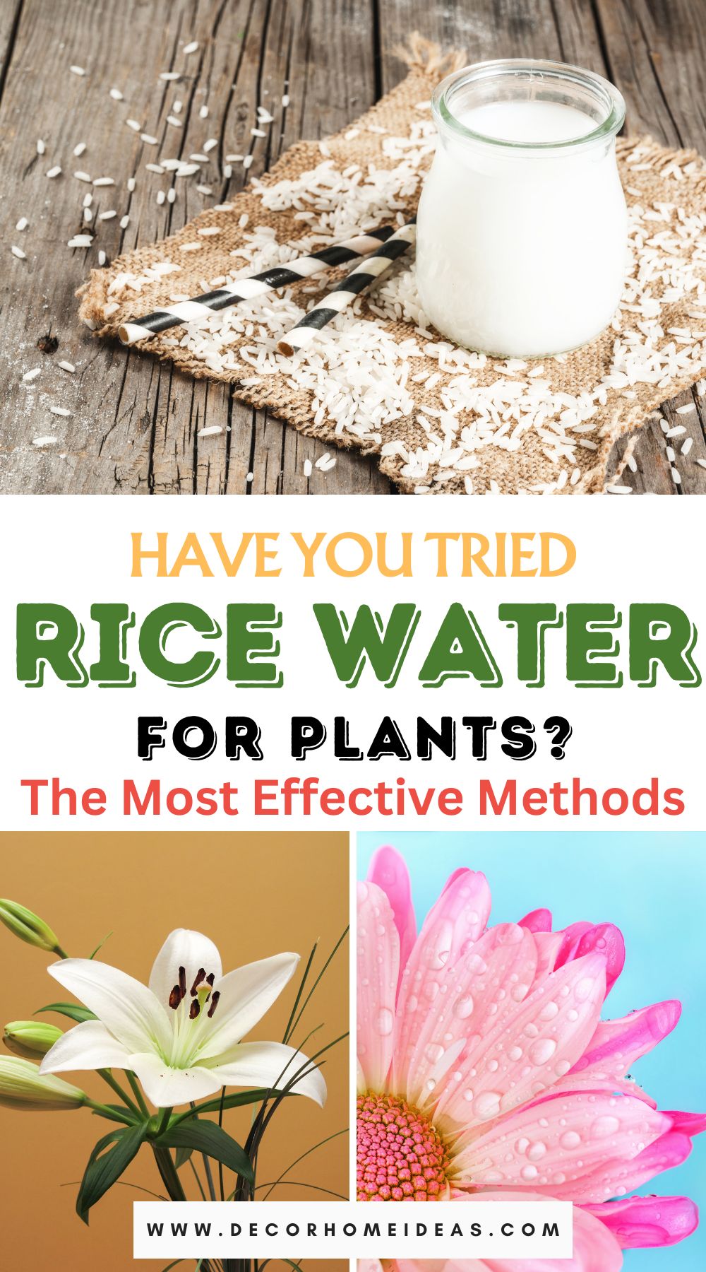 Unveil the secrets of using rice water for your plants! Explore the pros and cons, along with the most effective methods, in this comprehensive guide to nurturing your greenery with this age-old technique.