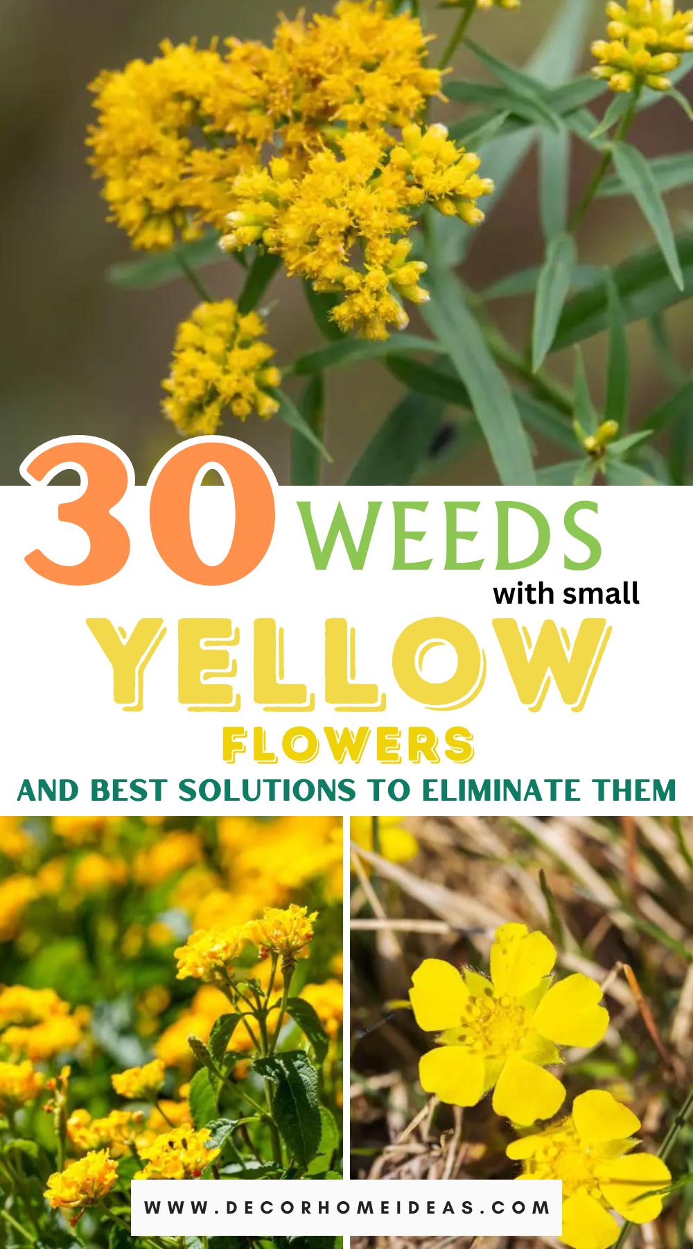 Tackle those pesky weeds with tiny yellow flowers! Explore 30 common varieties and discover the best solutions for effective elimination in your garden.