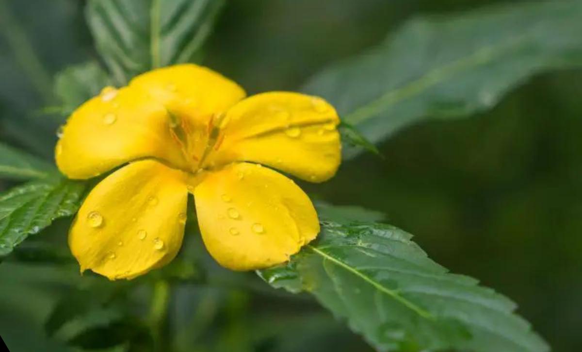 Weeds With Small Yellow Flowers