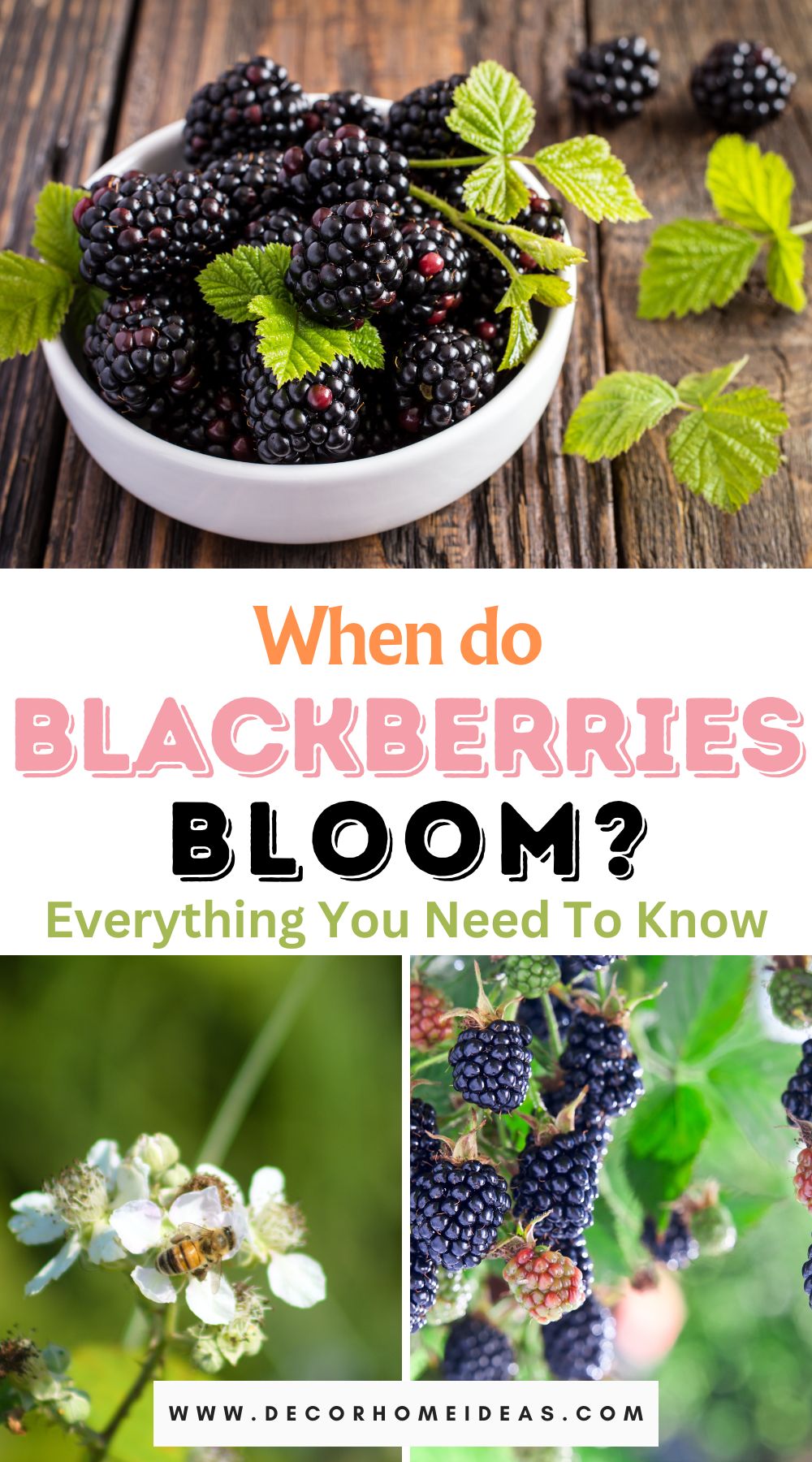 Unlock the beauty of blackberry blooms by learning when these luscious berries burst into springtime splendor. Explore the optimal conditions for blackberry blossoms and anticipate the vibrant bloom season with our insightful guide.