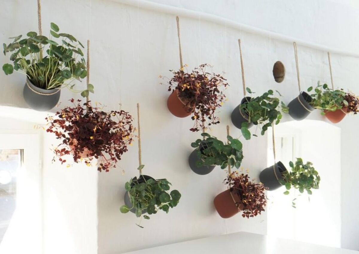 hanging garden 10