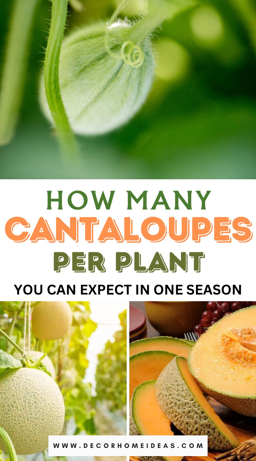 The cantaloupe's bounty revealed! Learn how many delicious cantaloupes you can expect from a single plant in just one growing season.