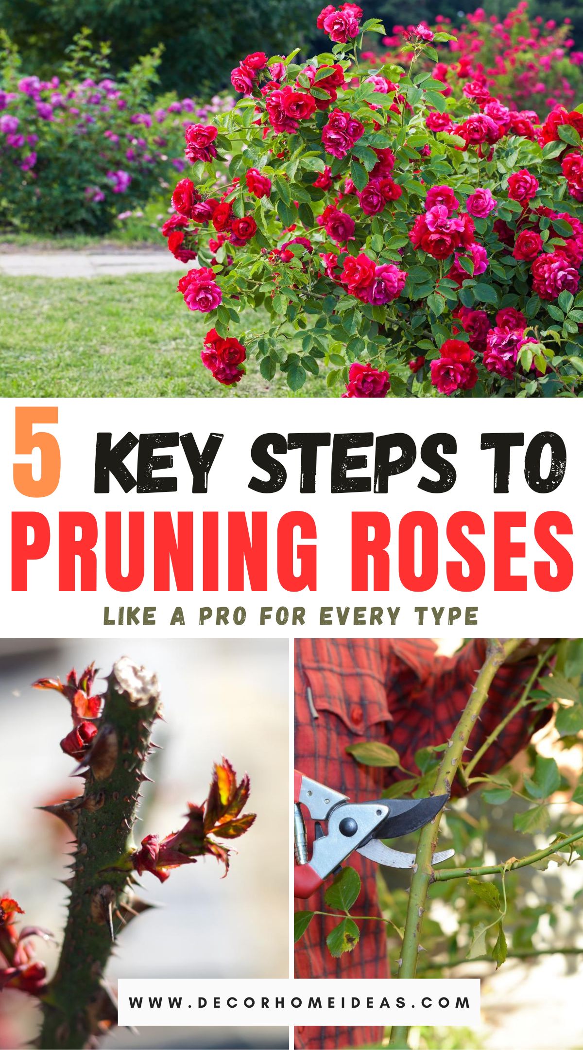 Master the art of pruning all types of roses with these 5 essential steps. From understanding pruning basics to mastering specific techniques, explore a comprehensive guide to ensure healthy growth and abundant blooms in your rose garden.