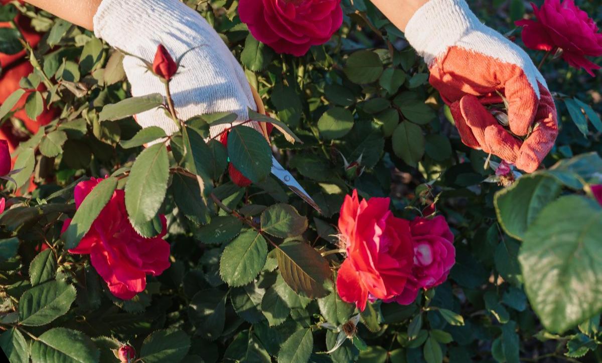 Steps Pruning Roses