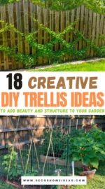 Best DIY trellis ideas designs