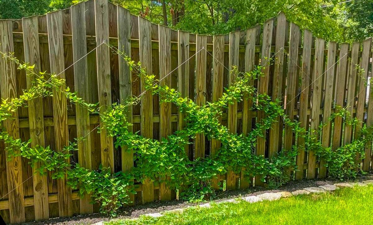 DIY trellis ideas and designs