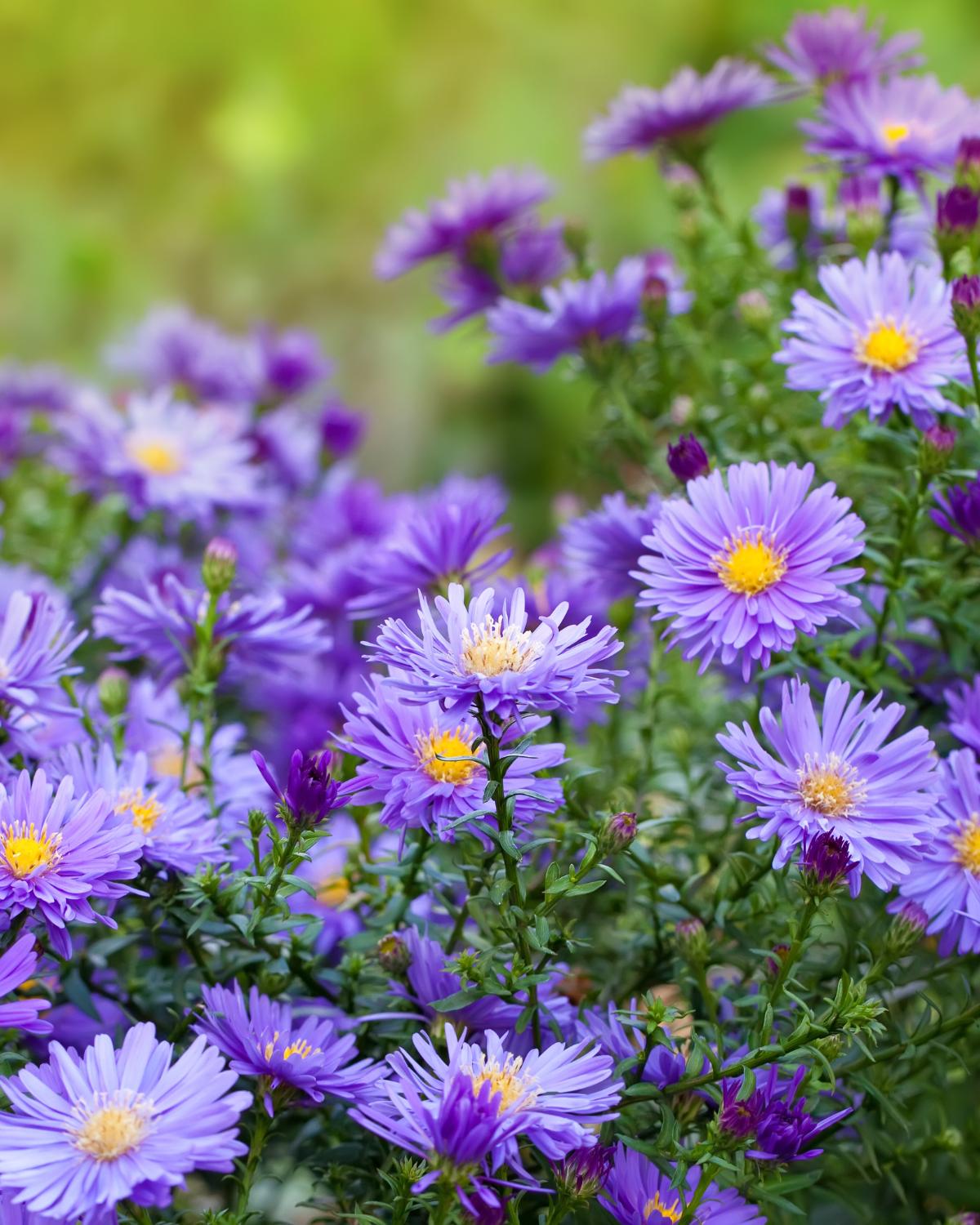 aster