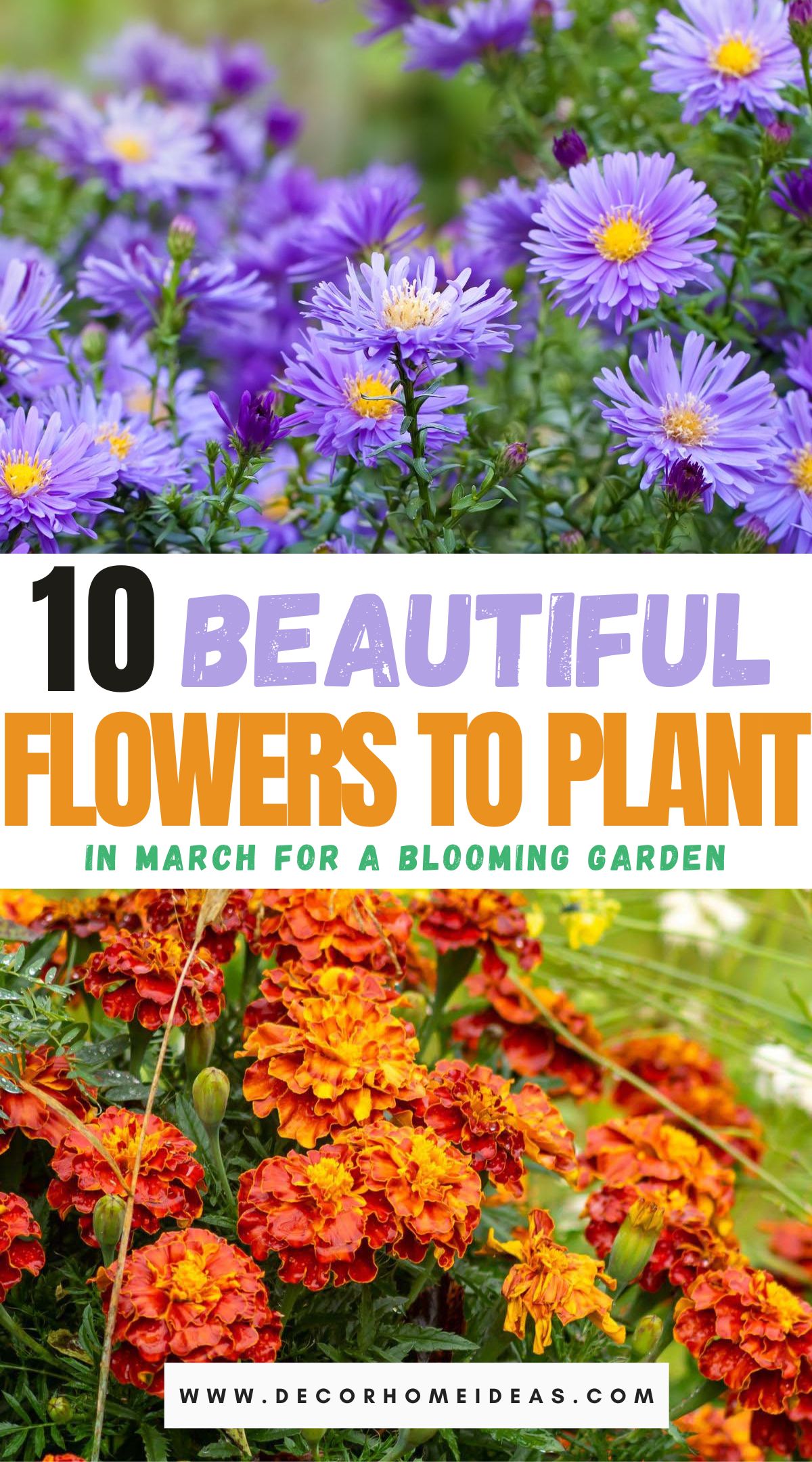 best flowers to plant in march for your garden