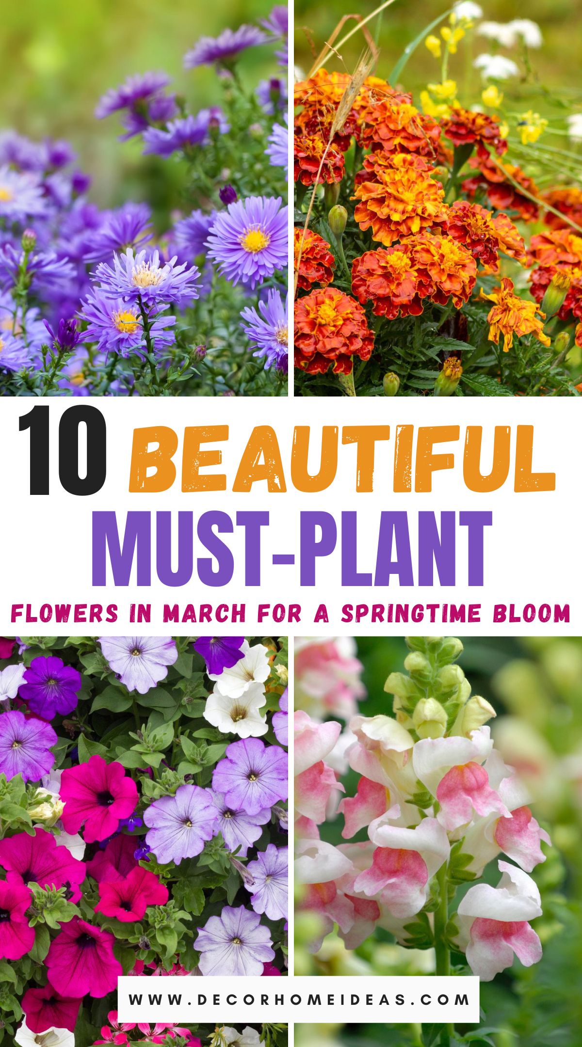 Discover 10 beautiful flowers to plant in March for a garden that blooms with color and vitality. From daffodils to tulips, these early spring bloomers will add charm and vibrancy to your outdoor space.
