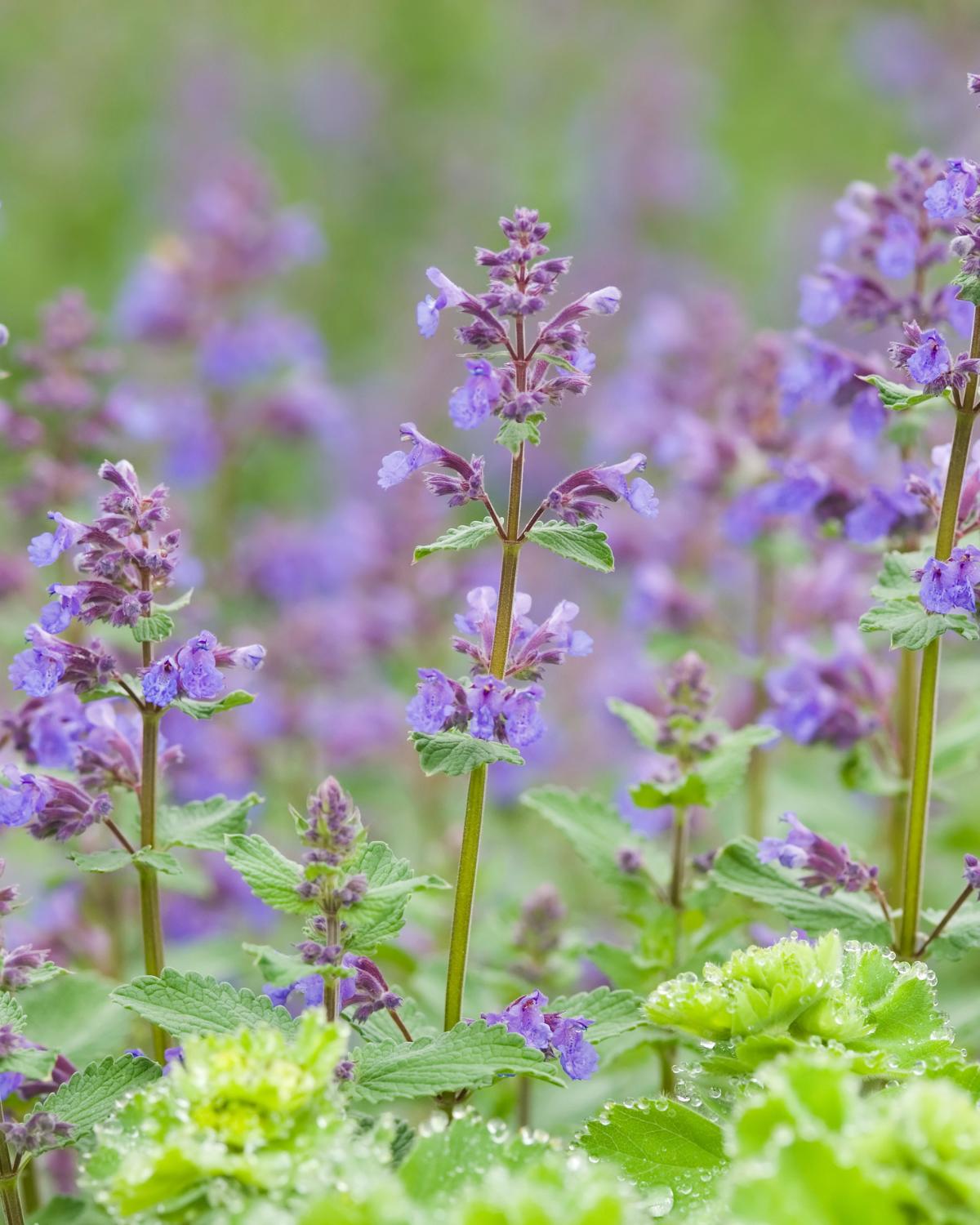 catmint