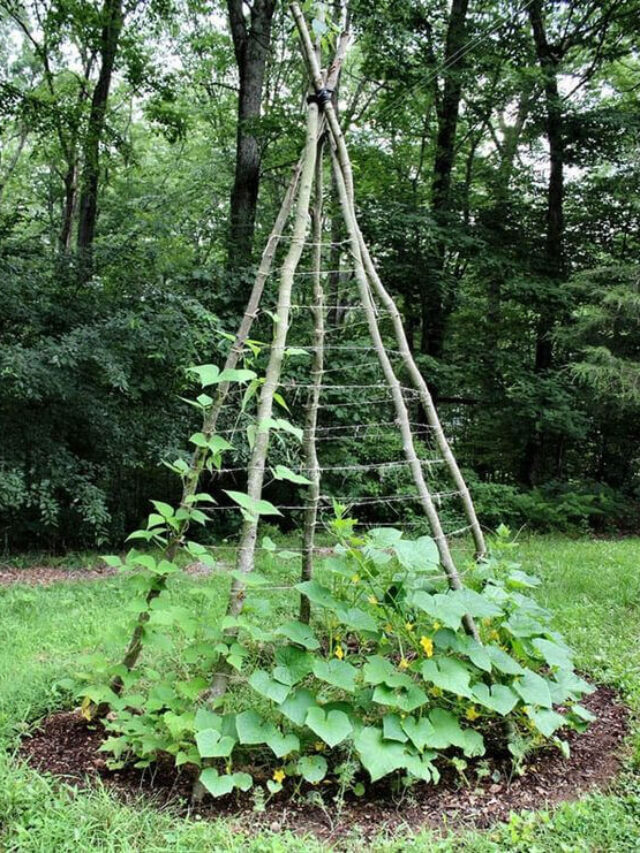 Turn Your Garden Up: 20 Easy DIY Vegetable Growing Tips