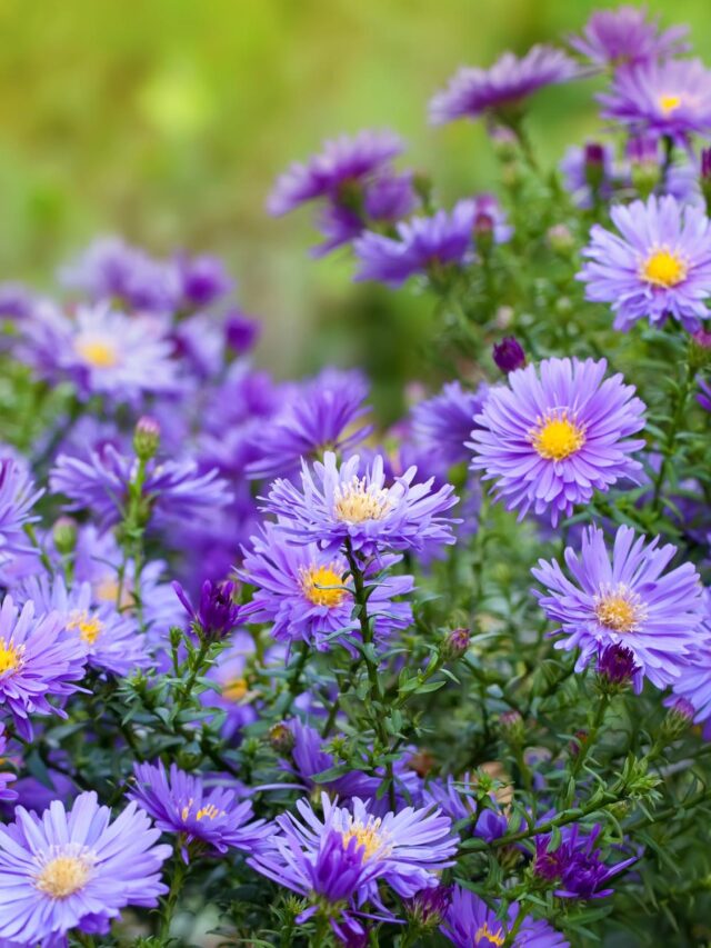 10 Must-Plant Flowers in March for a Blooming Garden