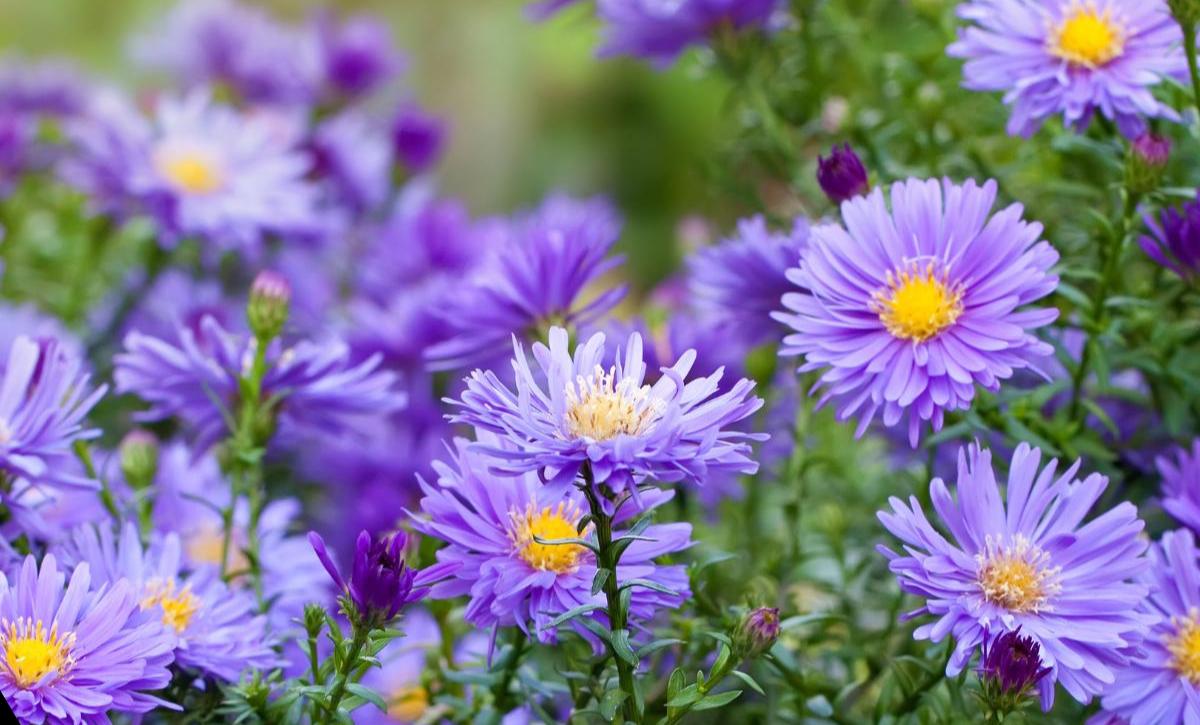 flowers to plant in march