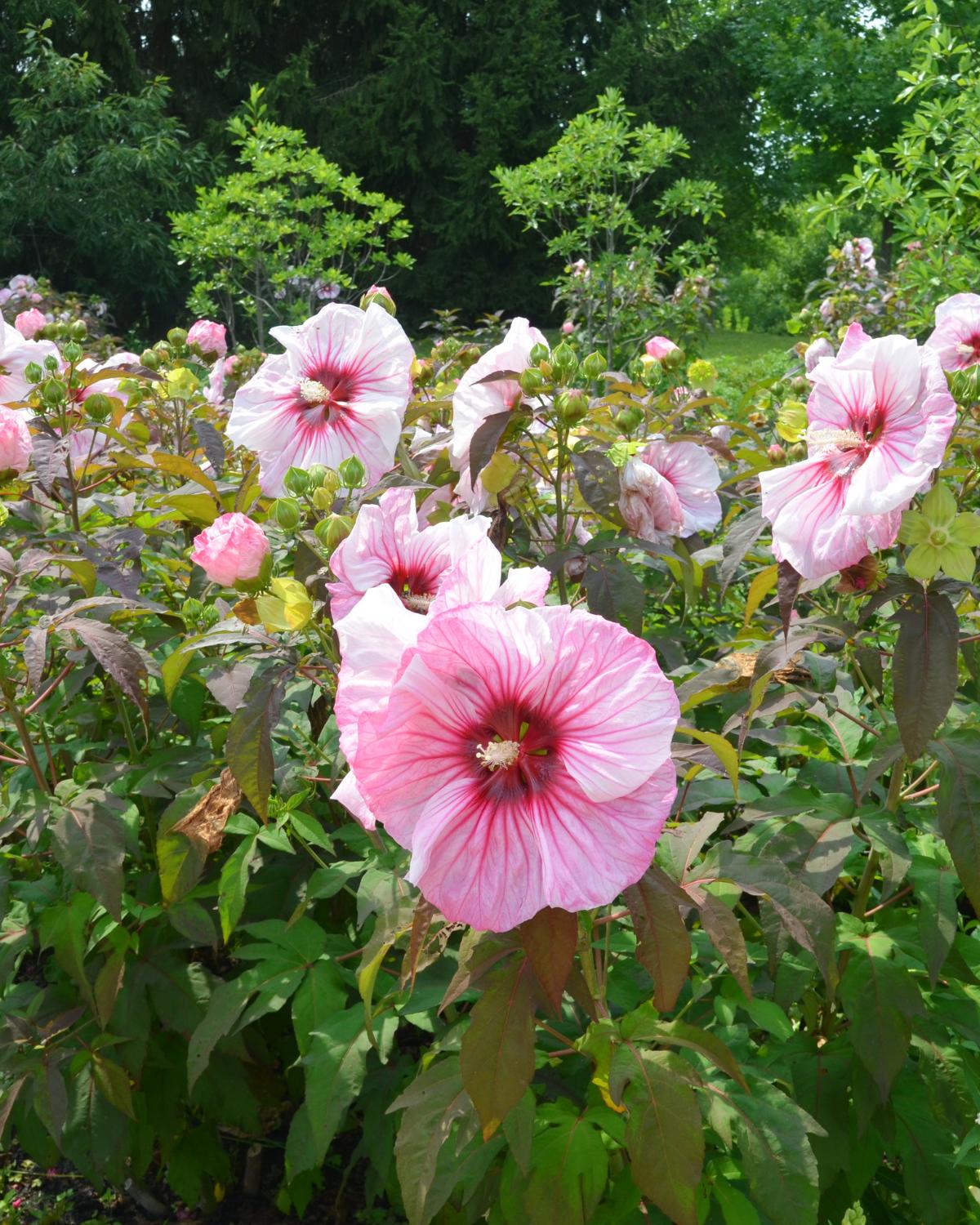 hardy hibiscus