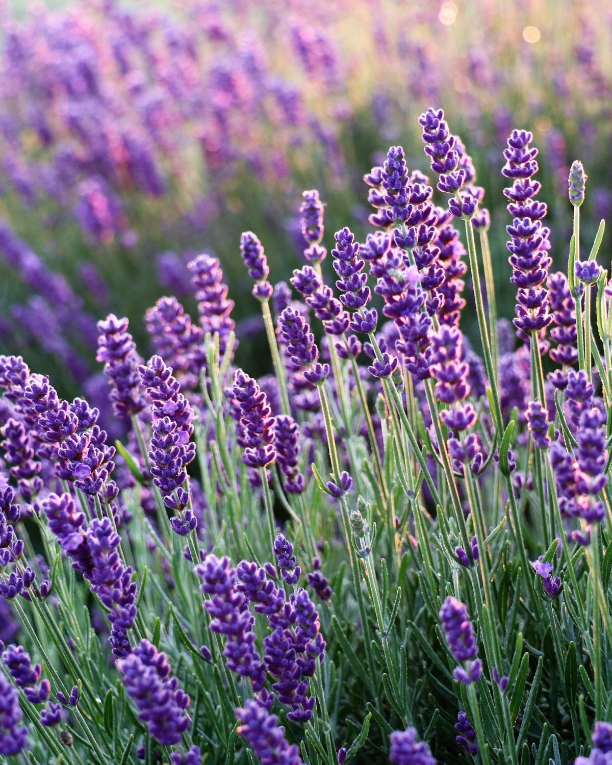 lavender