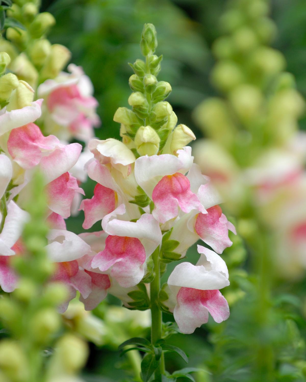 snapdragon