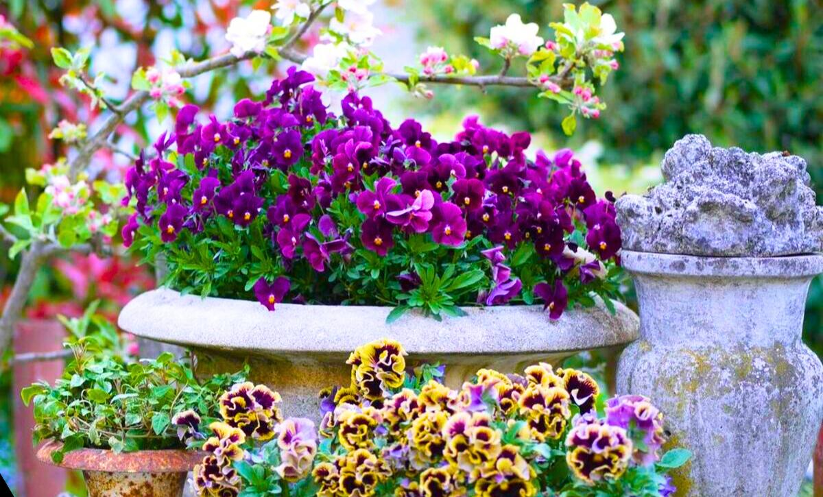 spring planter ideas garden