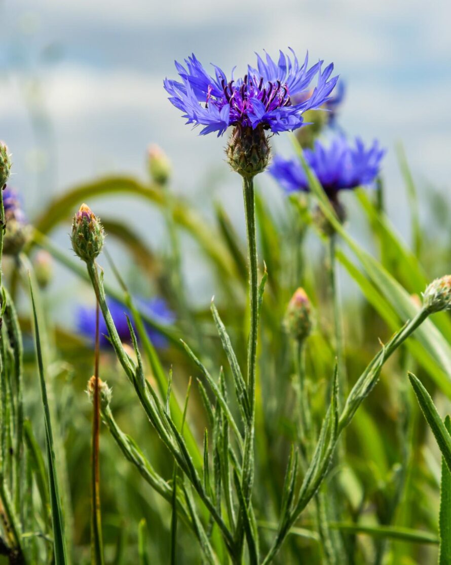 flowers for vegetable garden 03