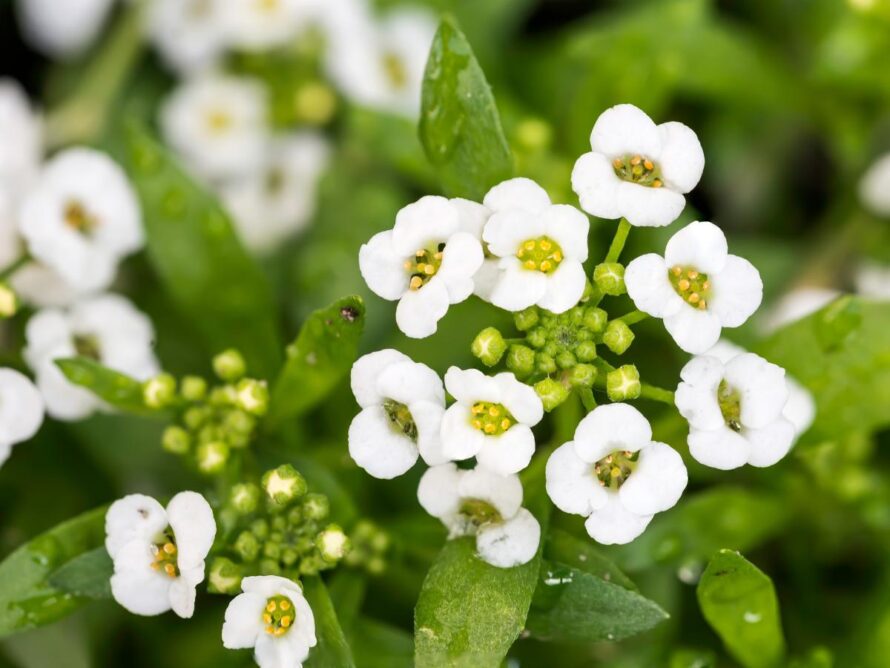 flowers for vegetable garden 06