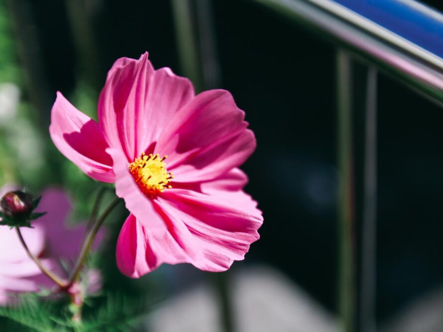 flowers for vegetable garden 08