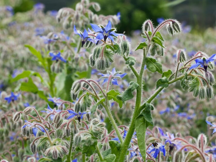 flowers for vegetable garden 13