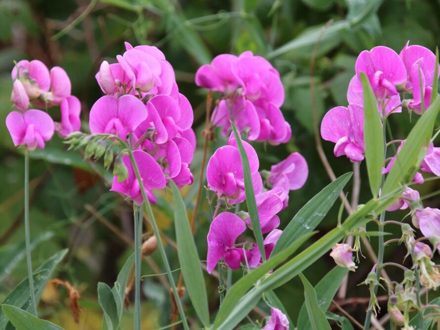 flowers for vegetable garden 16