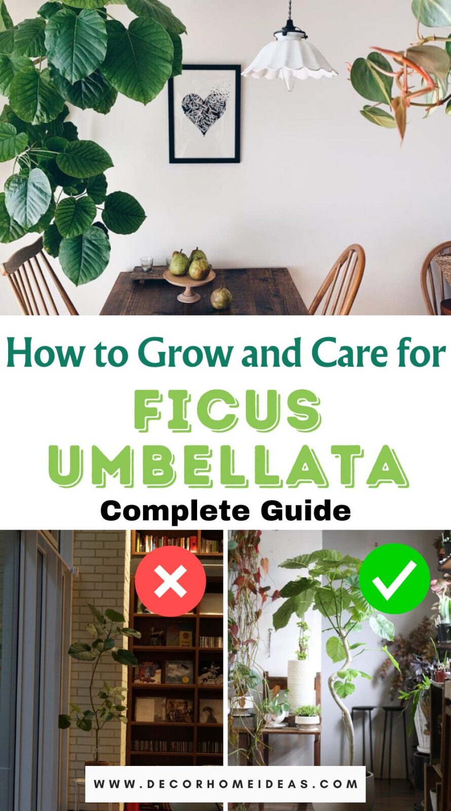 Discover essential tips for growing and caring for Ficus umbellata, also known as the Cluster Fig tree. From lighting and watering to pest management, learn how to keep your indoor tropical plant thriving.