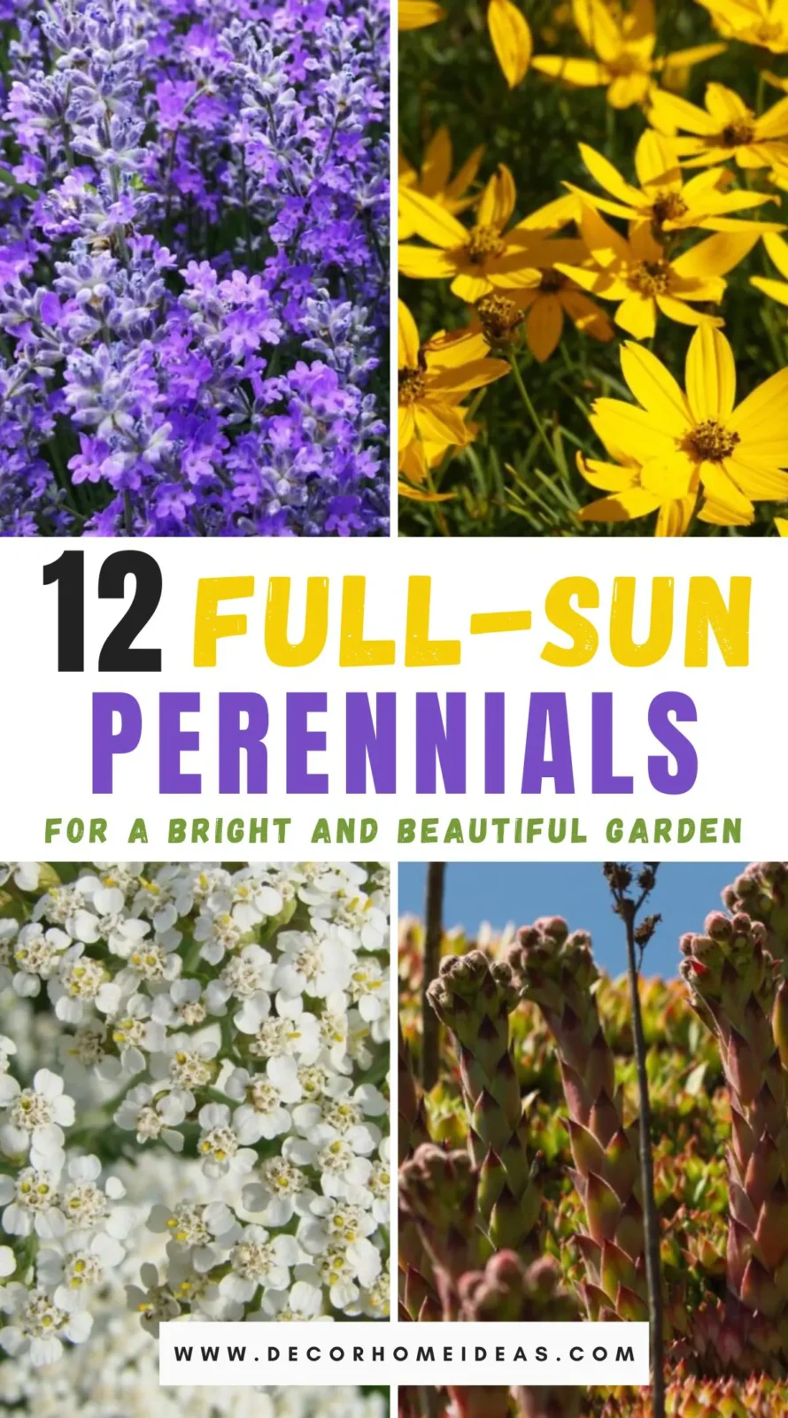 Discover 12 stunning perennials that adore full sunlight and thrive in its warmth. From vibrant blooms to hardy foliage, learn how to cultivate a radiant garden that flourishes under the sun's full glare. Perfect for gardeners seeking lasting brilliance!