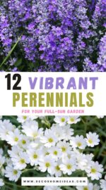 best sun loving perennials for your garden