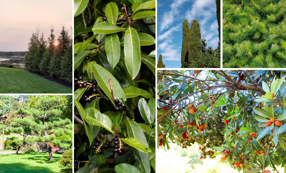 5 Chinese Palm Tree Seeds - Fast Growing Evergreen Perennial For Garden & Yard
