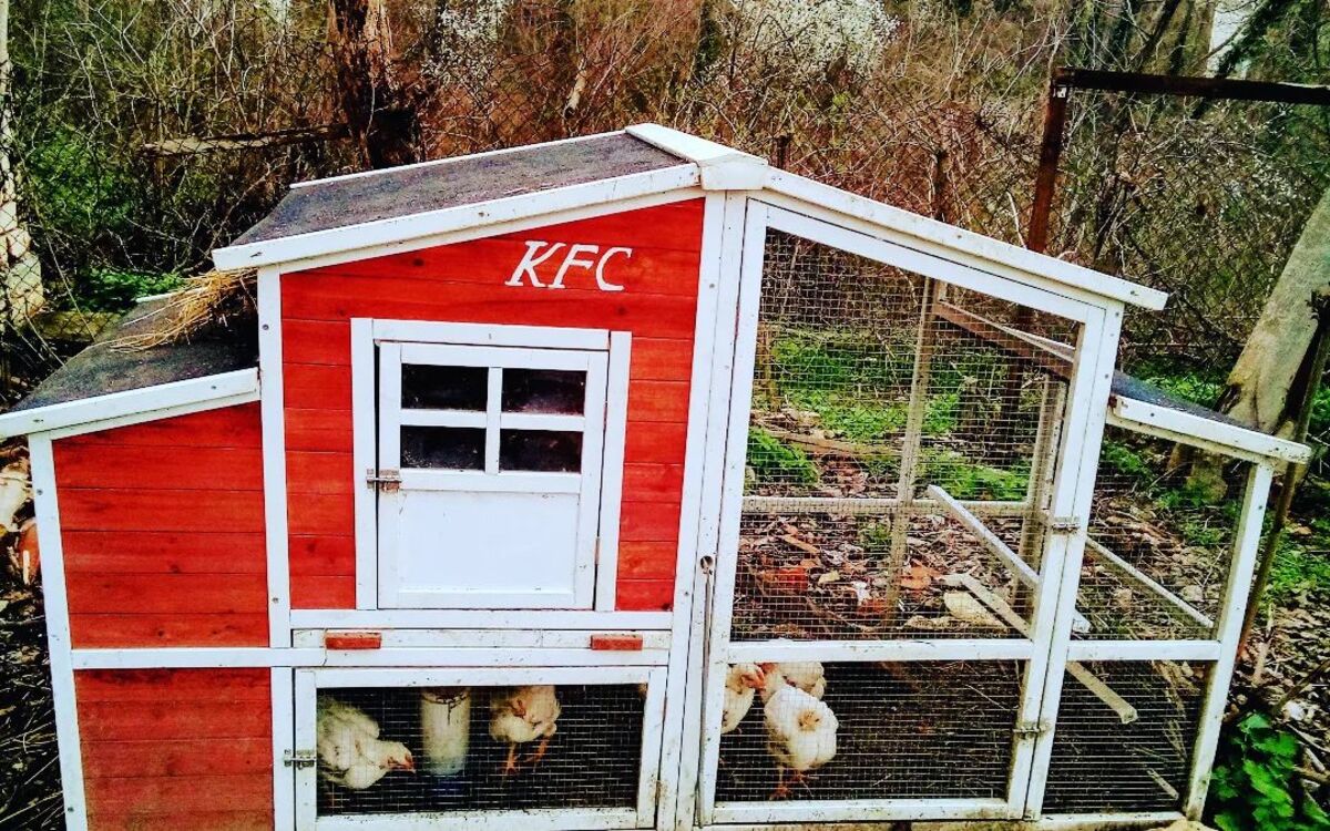 simple and efficient chicken coop designs 10