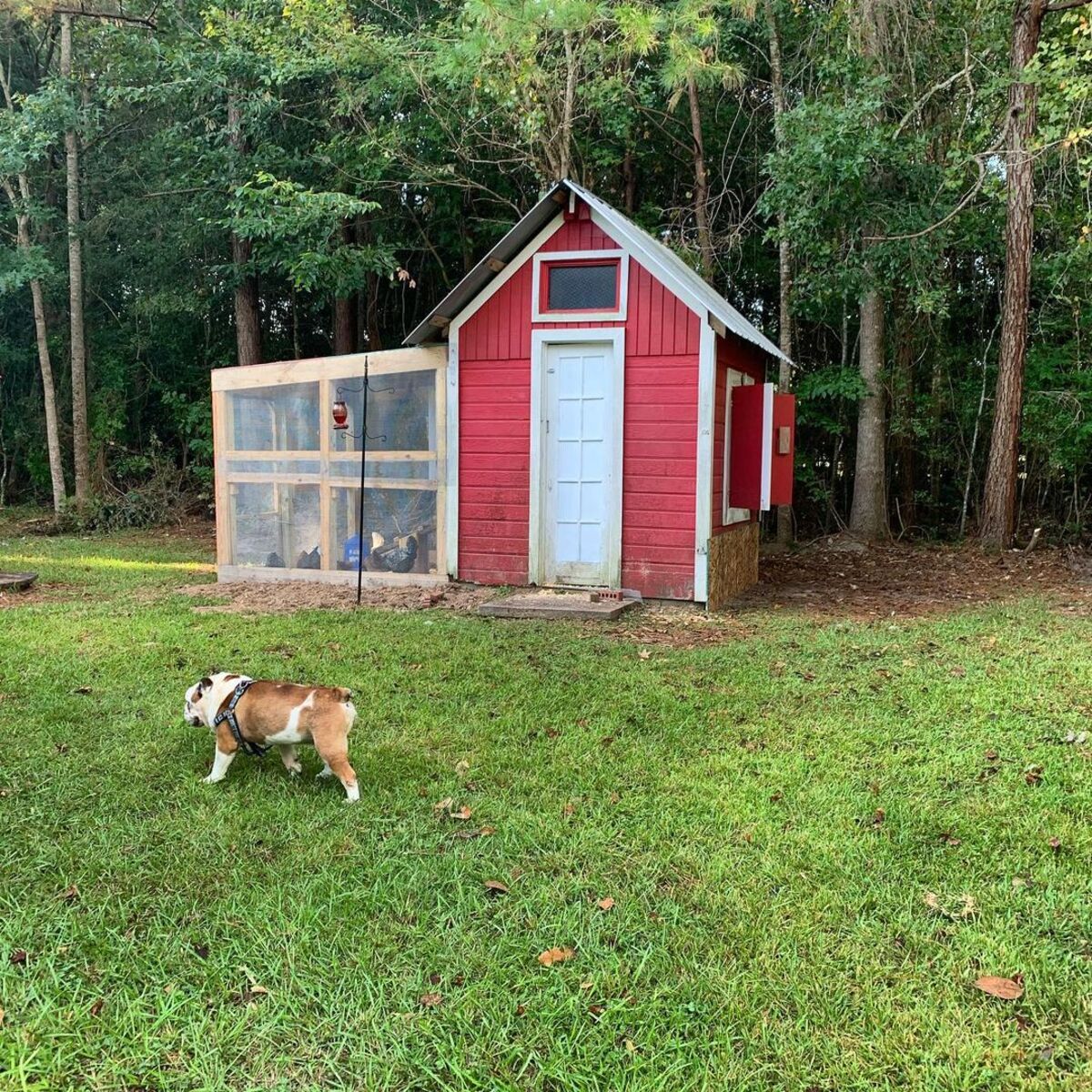 simple and efficient chicken coop designs 14