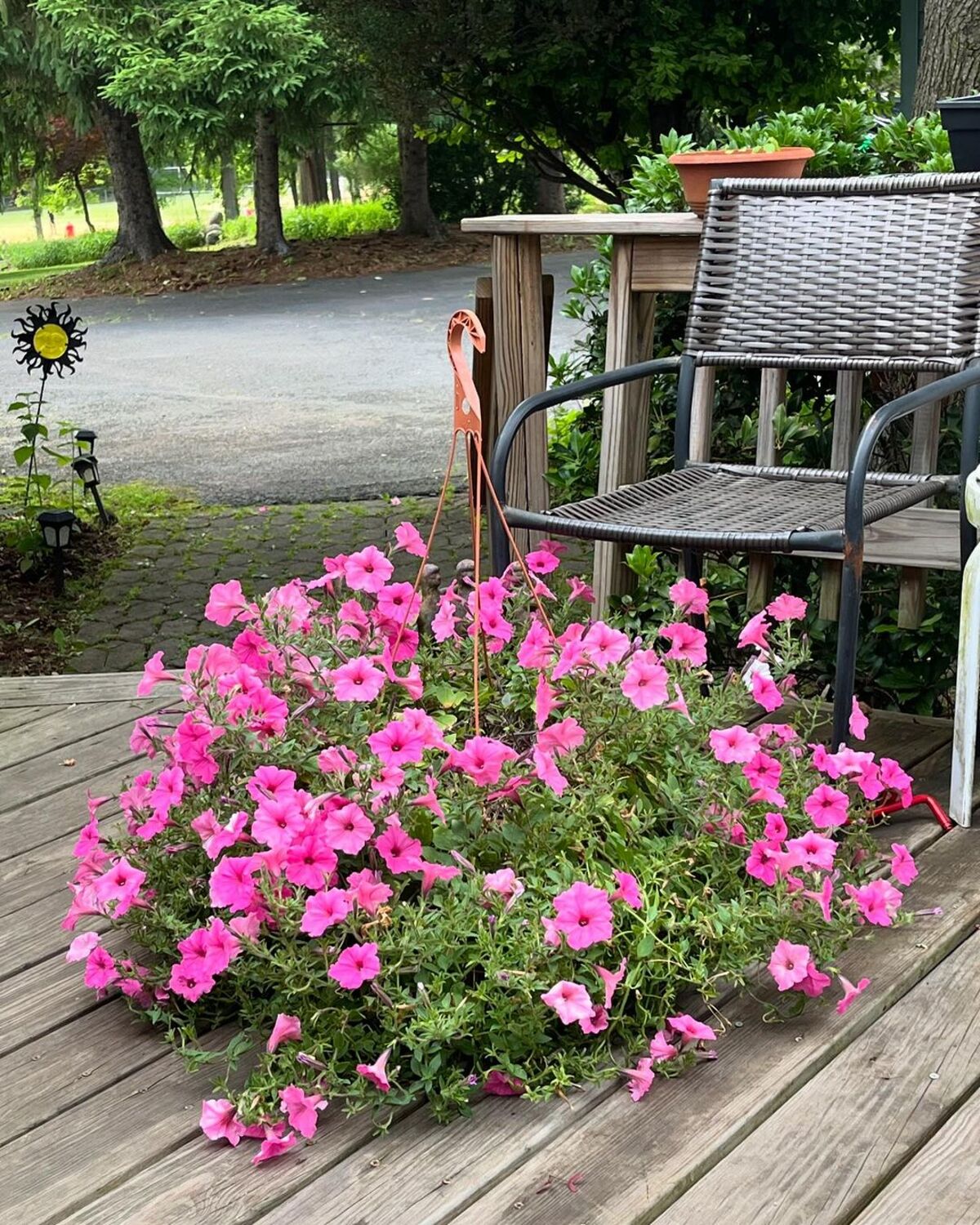 creative methods to admire the charm of petunias 1