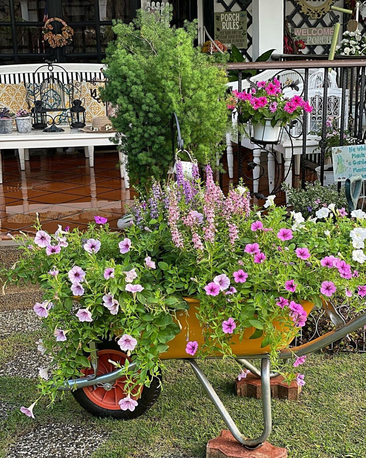 creative methods to admire the charm of petunias 10