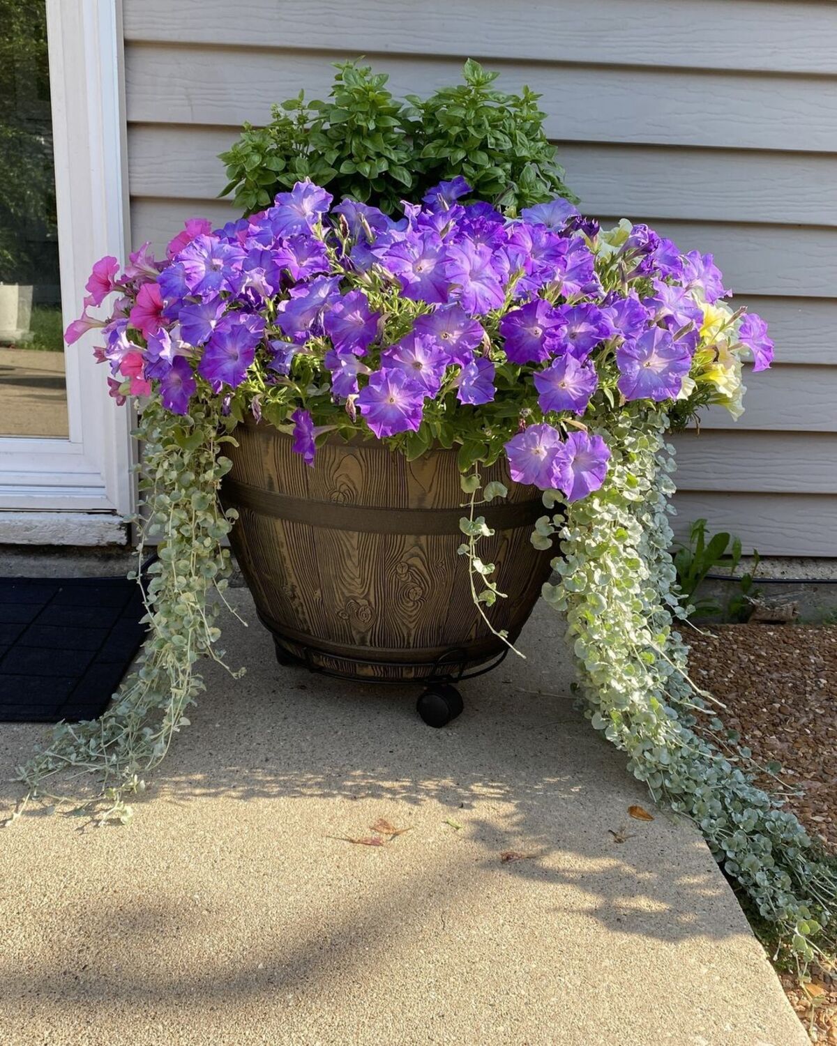creative methods to admire the charm of petunias 11