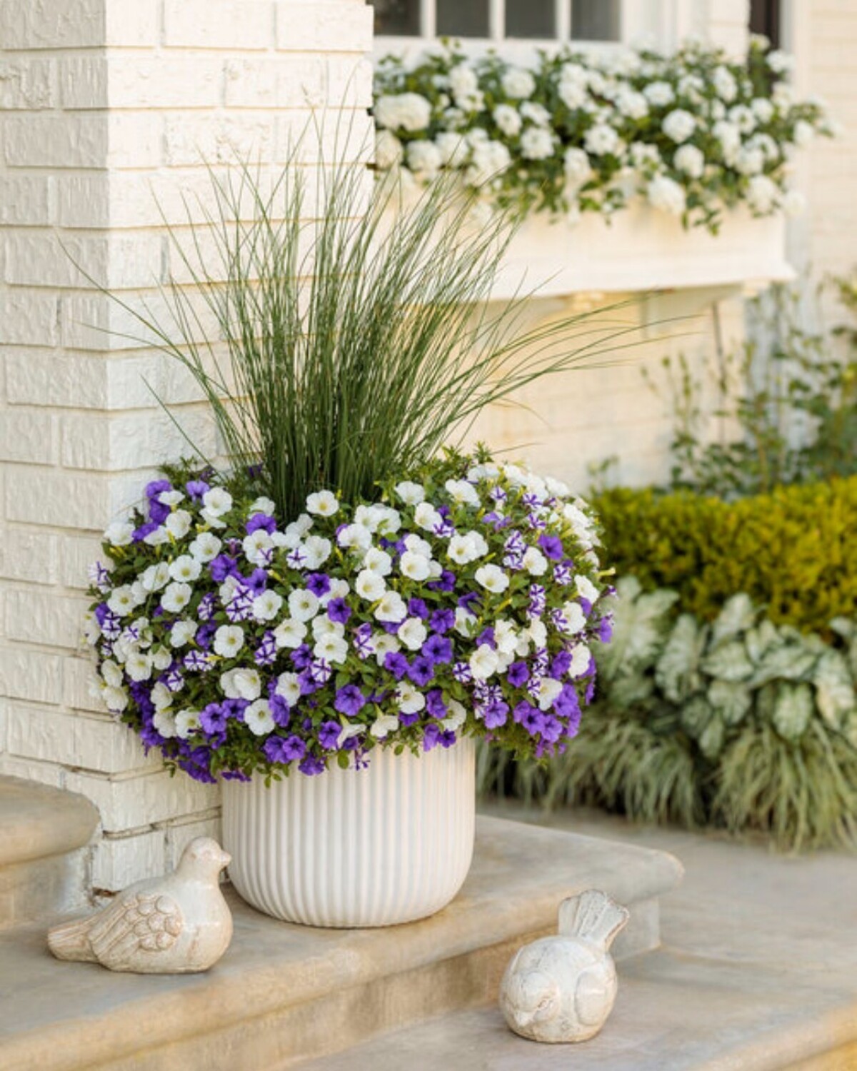 creative methods to admire the charm of petunias 12