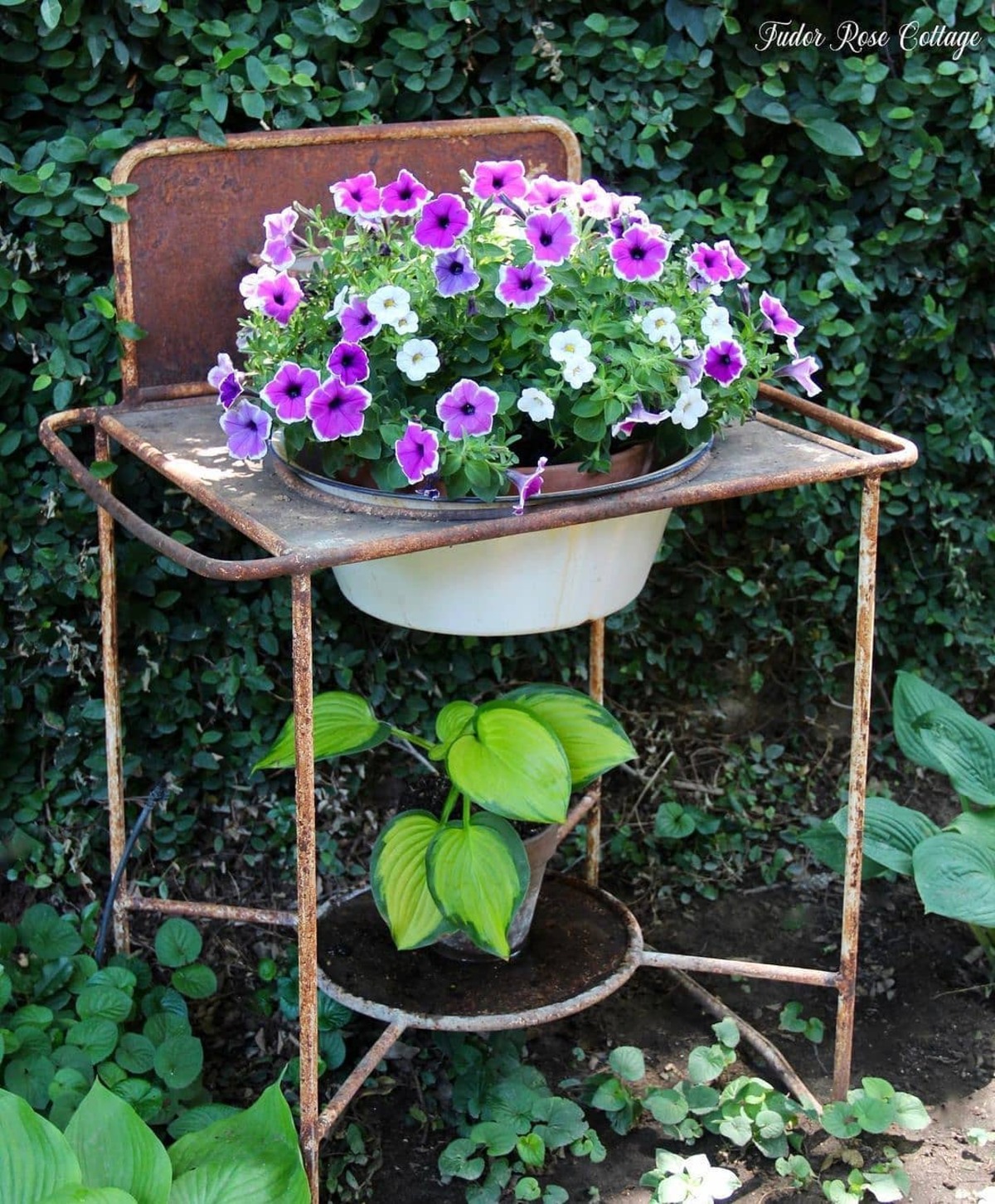 creative methods to admire the charm of petunias 13