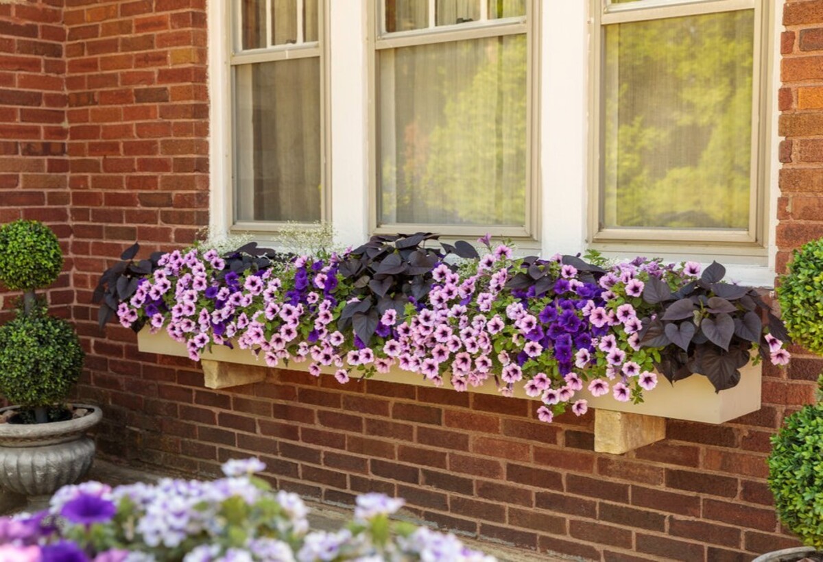 creative methods to admire the charm of petunias 14