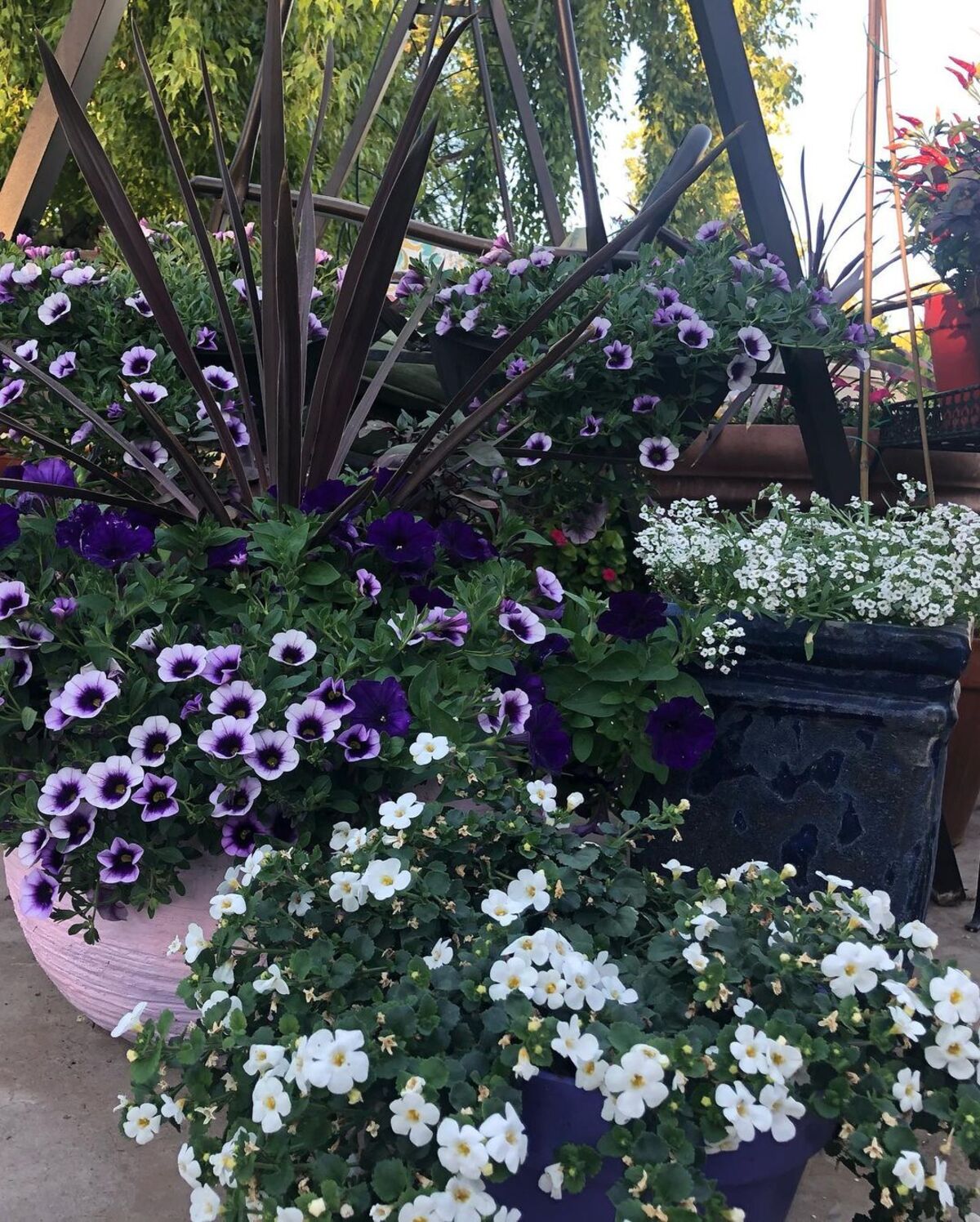 creative methods to admire the charm of petunias 15