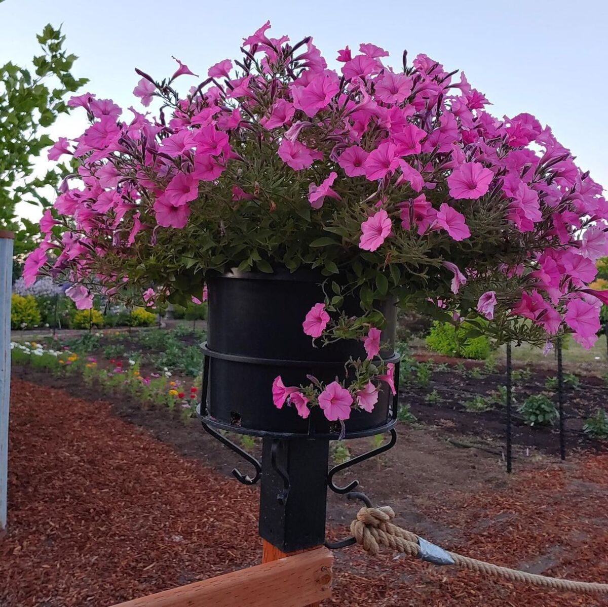 creative methods to admire the charm of petunias 16