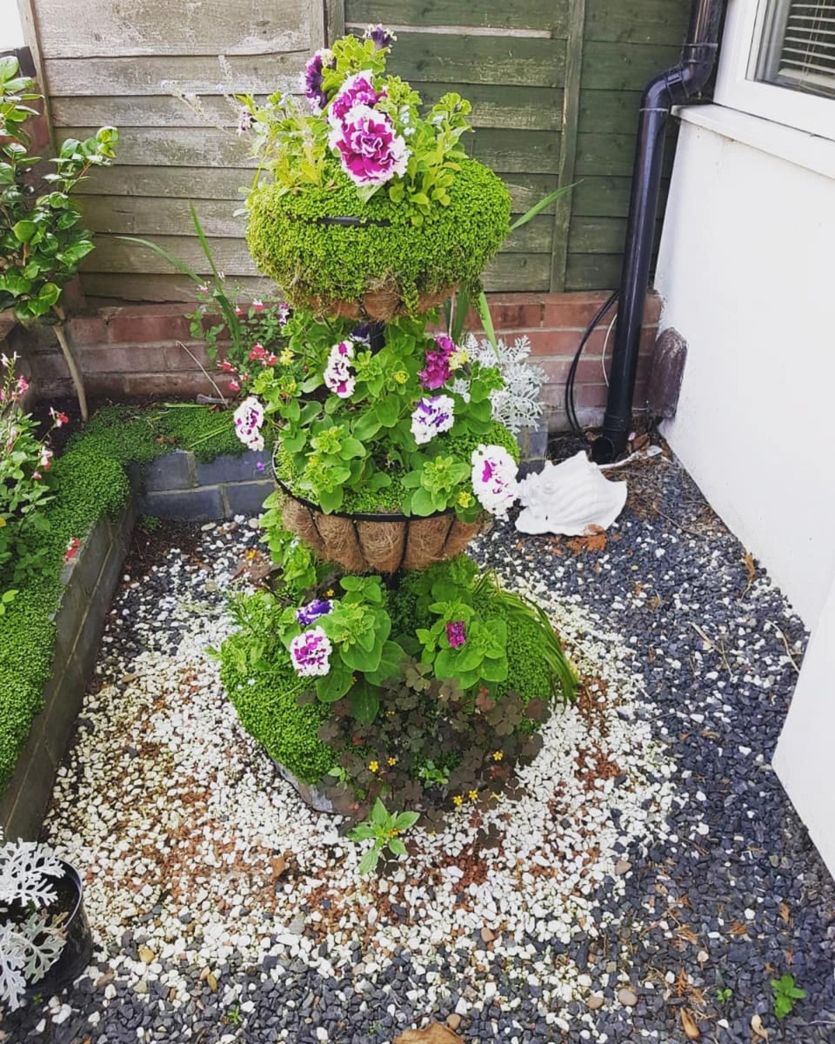 creative methods to admire the charm of petunias 17
